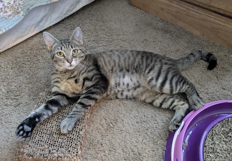 Lady Rose thumbnail 2