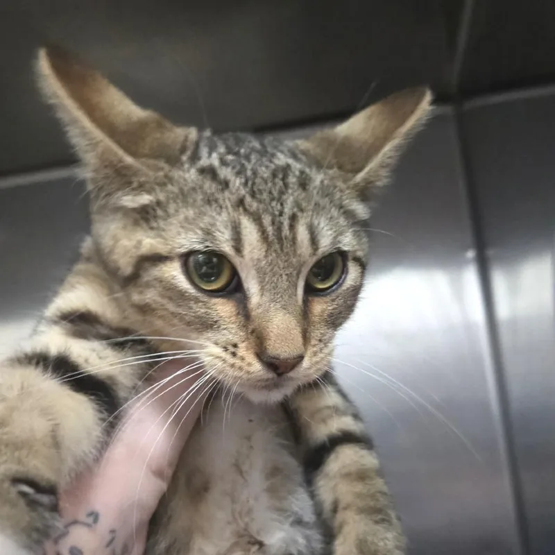 A baby small-sized male Brown / Chocolate Domestic Short Hair cat named Yoda for adoption in Idaho Falls, ID