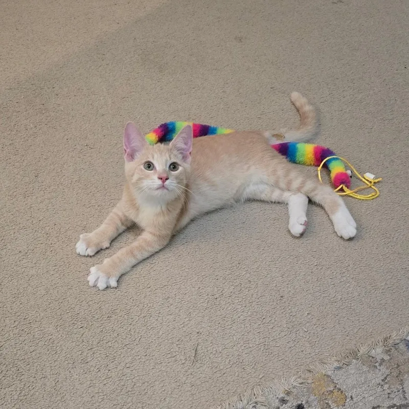 A baby medium-sized male Buff & White Tabby cat named Cypress for adoption in Richmond, VA