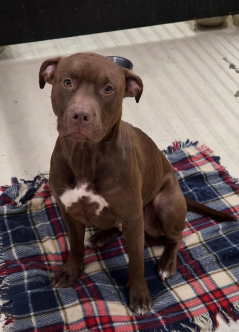 An adult medium-sized female Pit Bull Terrier dog named Nessa for adoption in Dandridge, TN