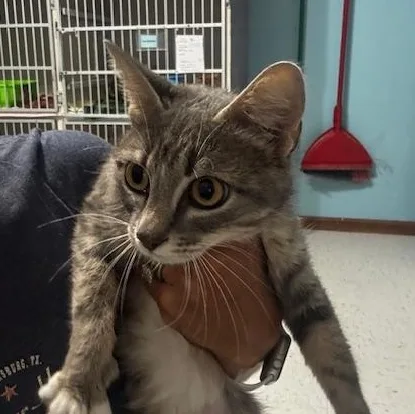 An adult medium-sized female Gray & White Domestic Short Hair cat named Ellie for adoption in Hutchinson, MN