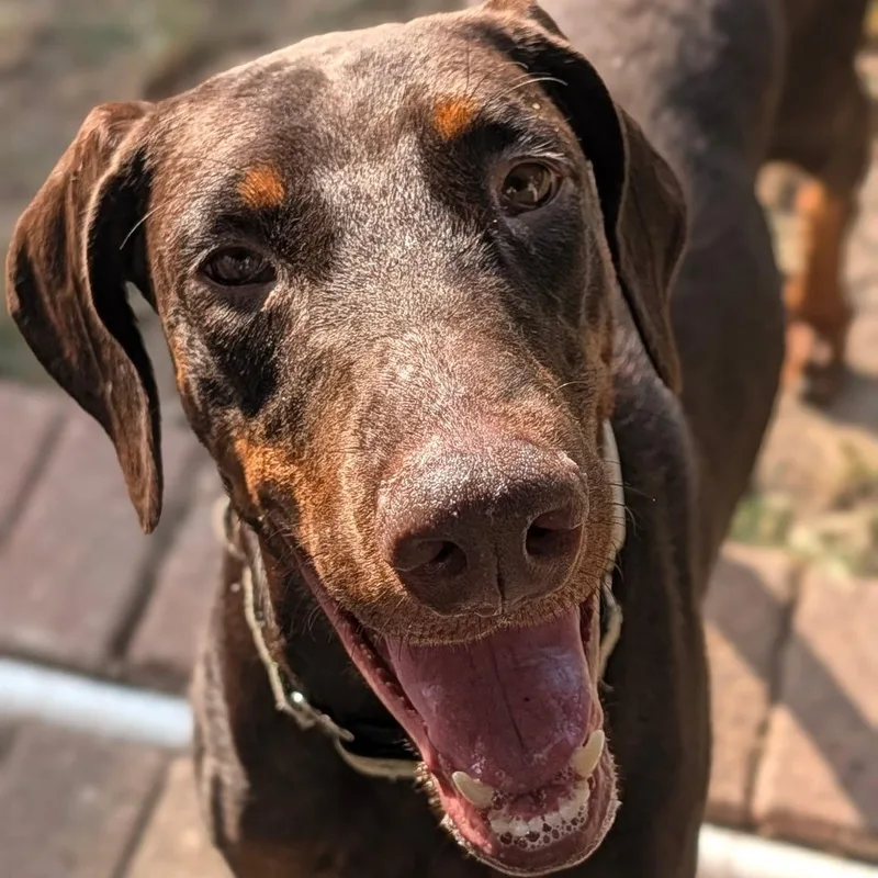 An adult large-sized female Doberman Pinscher dog named Asha for adoption in Harahan, LA