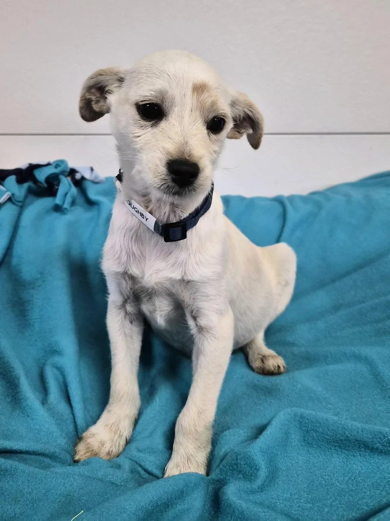A baby medium-sized male Terrier dog named Willoughby for adoption in Hillside, IL