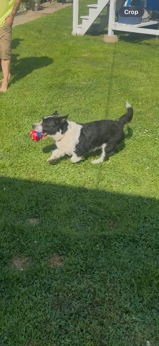 An adult medium-sized male Parson Russell Terrier dog named Benjamin for adoption in Clinton, IL