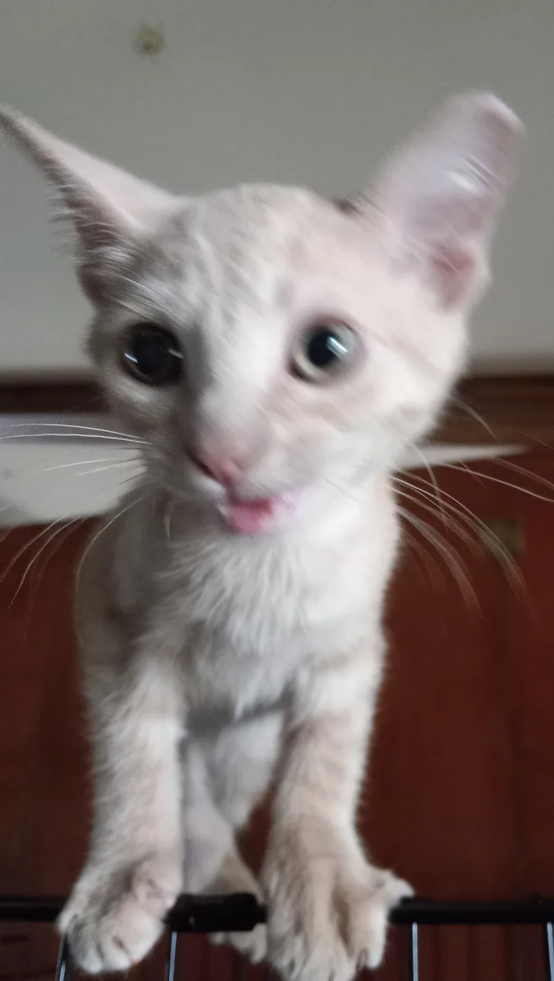 A young small-sized male Tabby (Buff / Tan / Fawn) Domestic Short Hair cat named Playboy for adoption in Seguin, TX