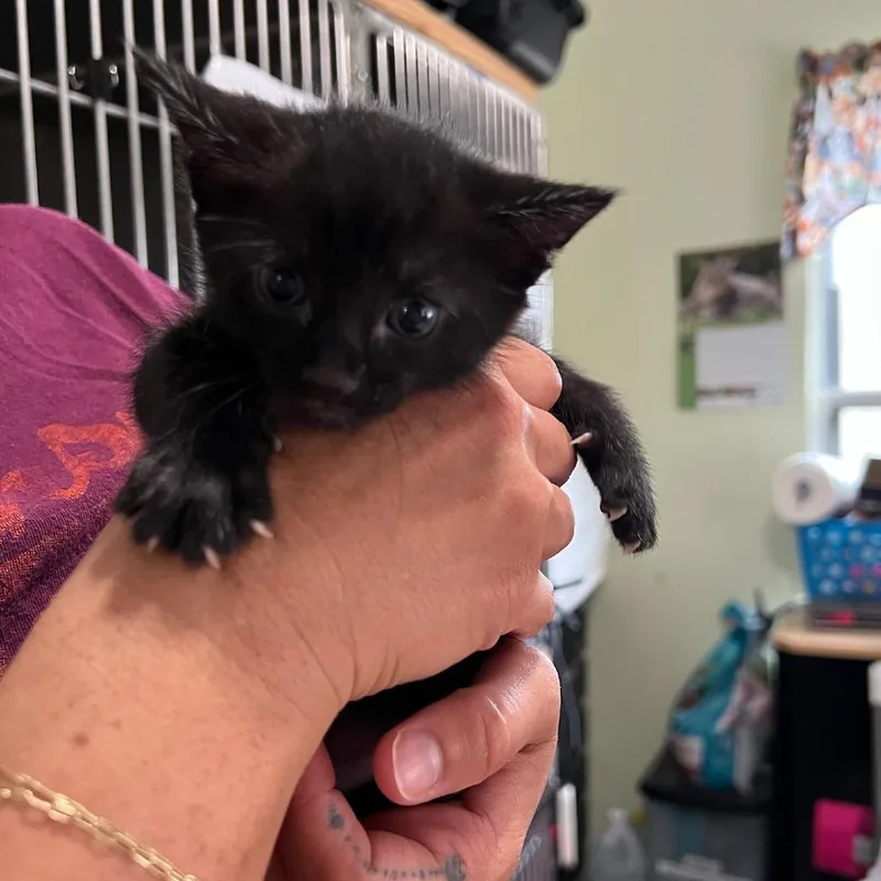 A baby small-sized male Black Domestic Short Hair cat named Shadow for adoption in San Antonio, TX