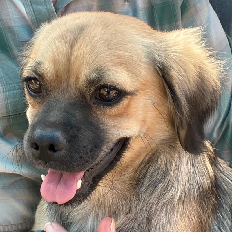 An adult small-sized female Chihuahua dog named Beauty for adoption in Yuma, AZ
