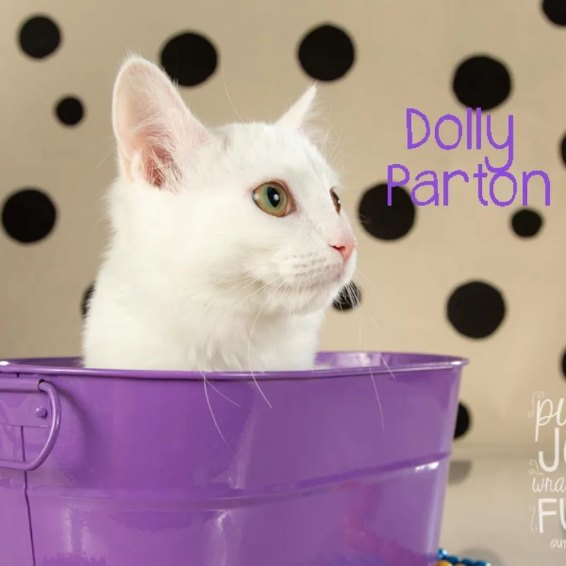 Dolly Parton thumbnail 2