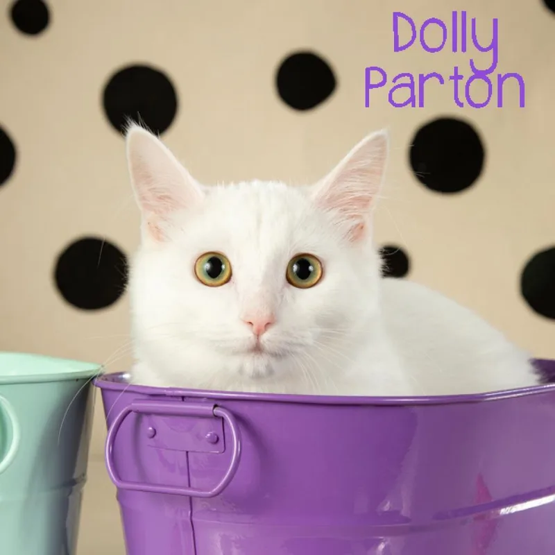 Dolly Parton thumbnail 3
