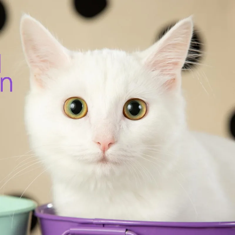 Dolly Parton thumbnail 5