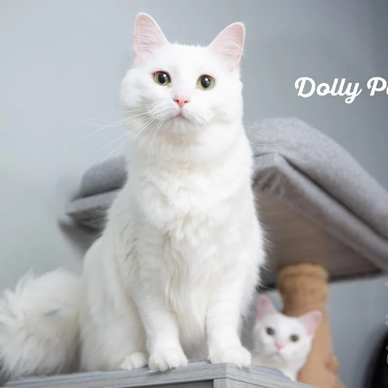 Dolly Parton thumbnail 6