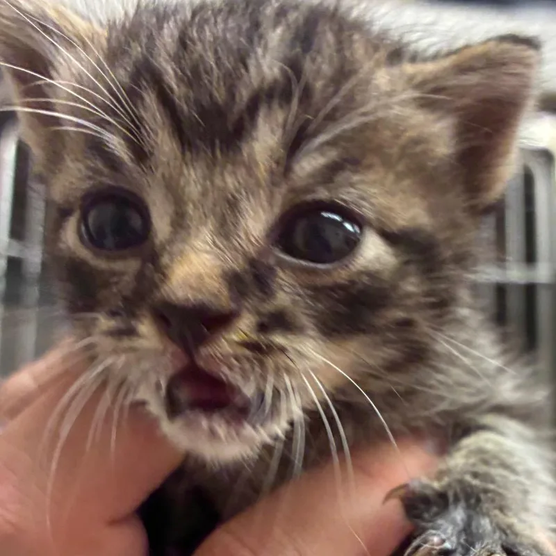 A baby small-sized female Brown / Chocolate Domestic Short Hair cat named Meep for adoption in Santa Barbara, CA
