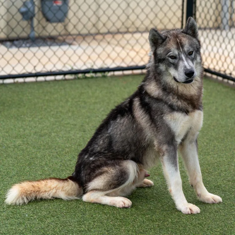 An adult large-sized male Husky dog named Summit for adoption in Lavonia, GA