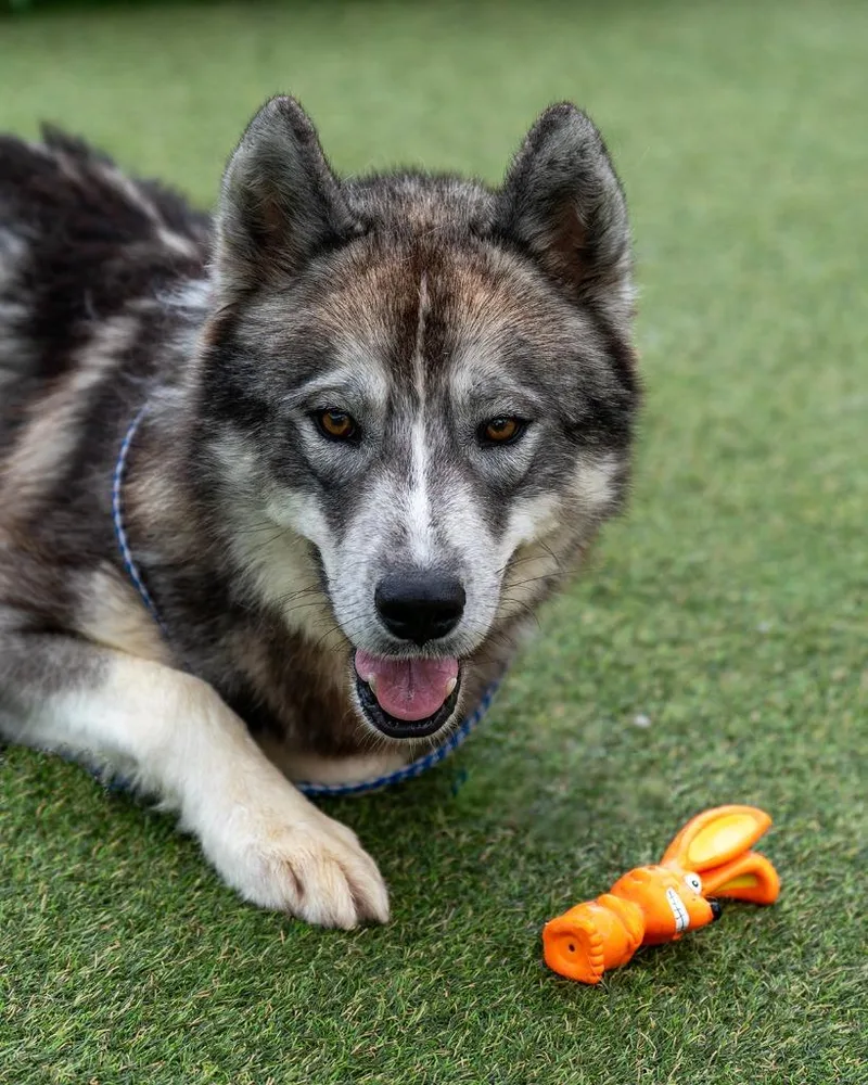 Summit thumbnail 5