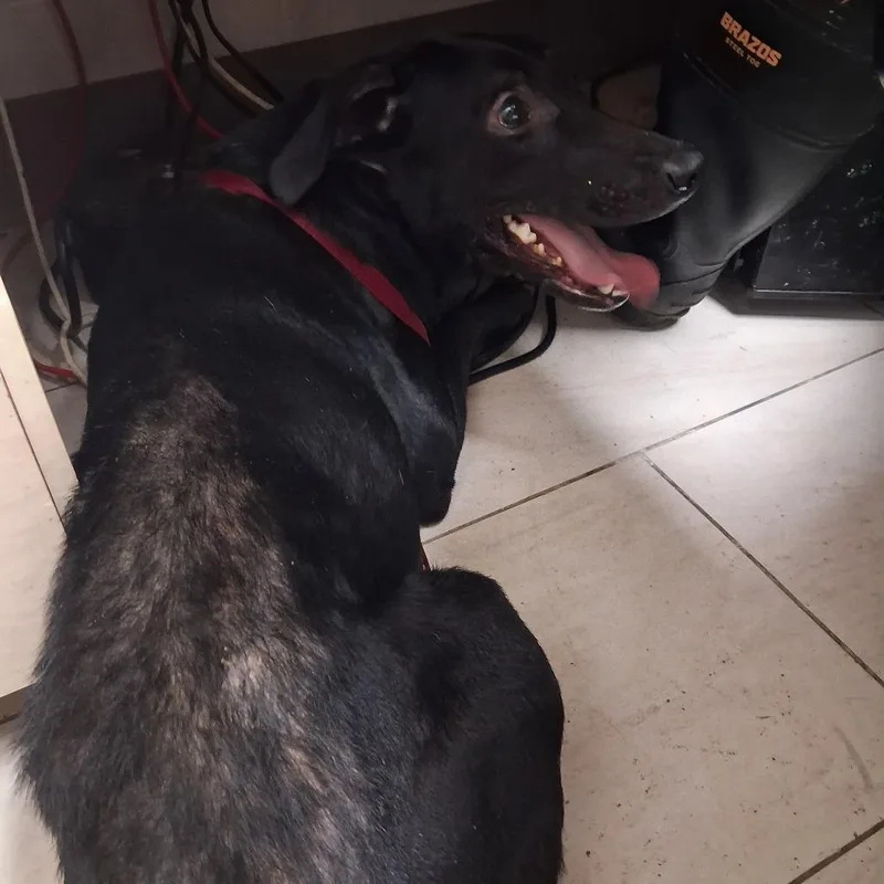 A young medium-sized female Black Mixed Breed dog named Tonks for adoption in Lufkin, TX