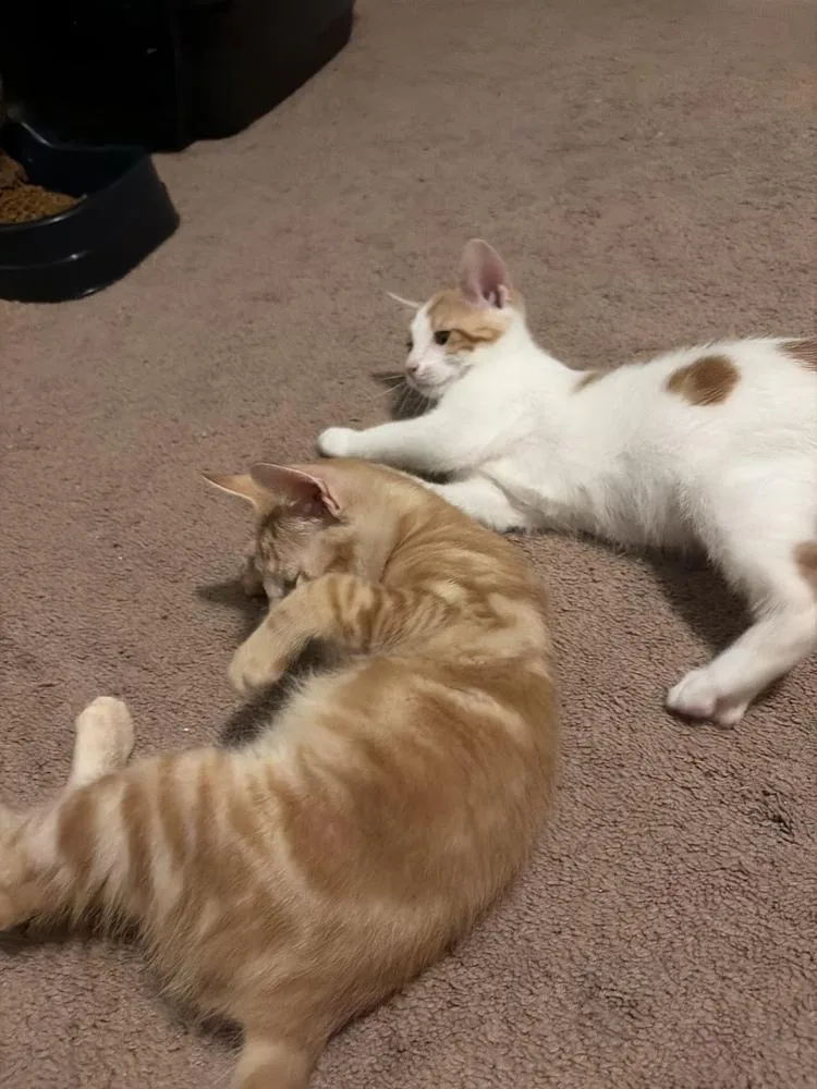 A baby small-sized male Tabby (Orange / Red) Domestic Short Hair cat named Simba for adoption in Skippack, PA