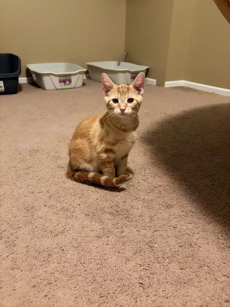 Simba thumbnail 2