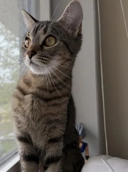 An adult small-sized female Domestic Short Hair cat named Cupcake for adoption in Fairfax, VA
