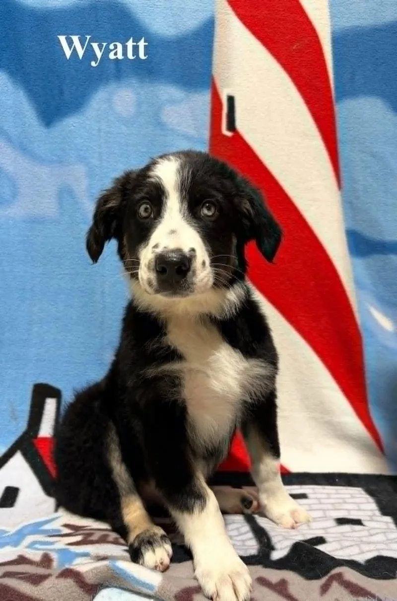 A baby medium-sized male Australian Shepherd dog named Wyatt for adoption in Celina, OH