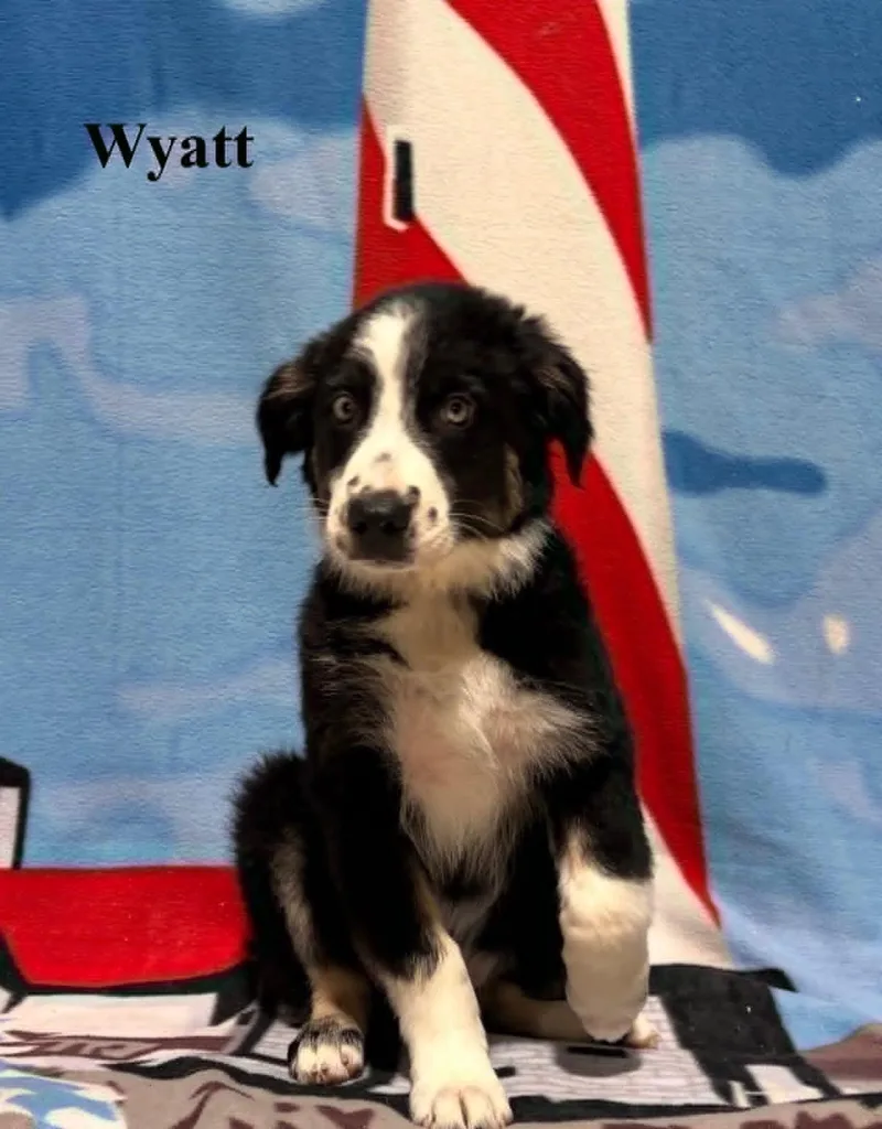 Wyatt thumbnail 3