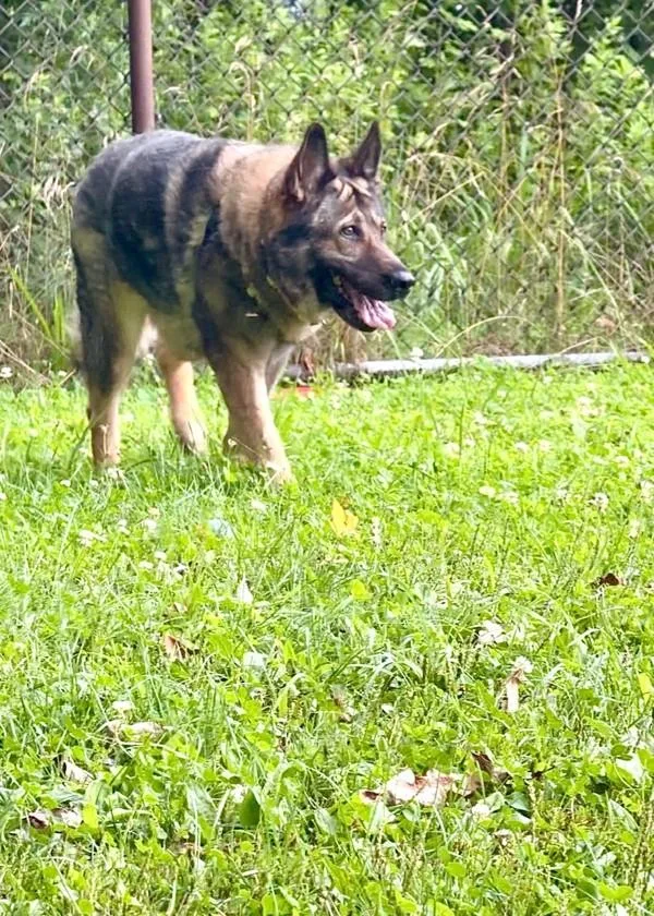 A senior large-sized female German Shepherd Dog dog named Kiki for adoption in Skillman, NJ