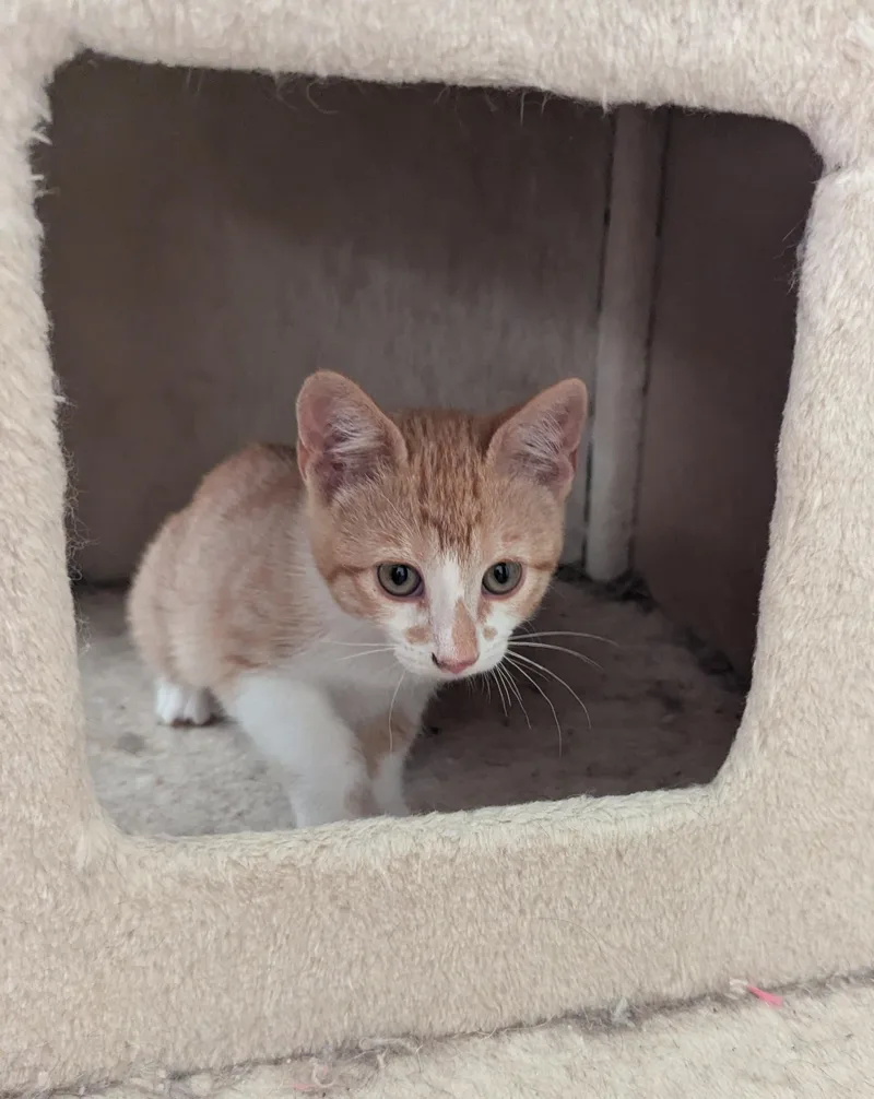 A baby medium-sized female Orange & White Domestic Short Hair cat named Clementine for adoption in Vacaville, CA