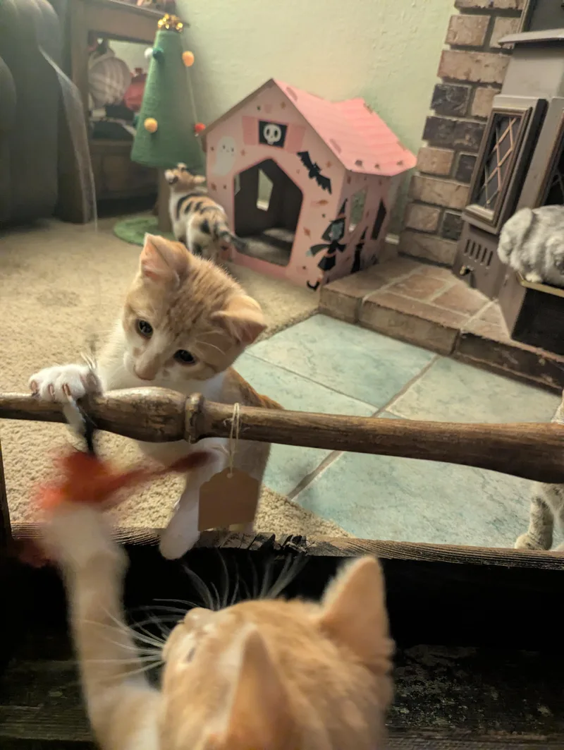 Clementine thumbnail 5