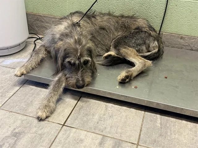 A young large-sized male Siberian Husky dog named Charles for adoption in Grand Prairie, TX