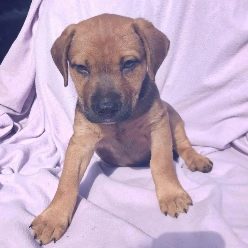 A baby medium-sized male Dachshund dog named Aaron for adoption in Morriston, FL