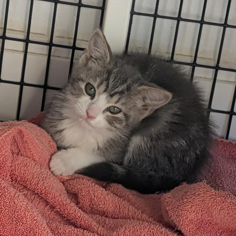 A young small-sized female Domestic Short Hair cat named Rabbit for adoption in Tylertown, MS