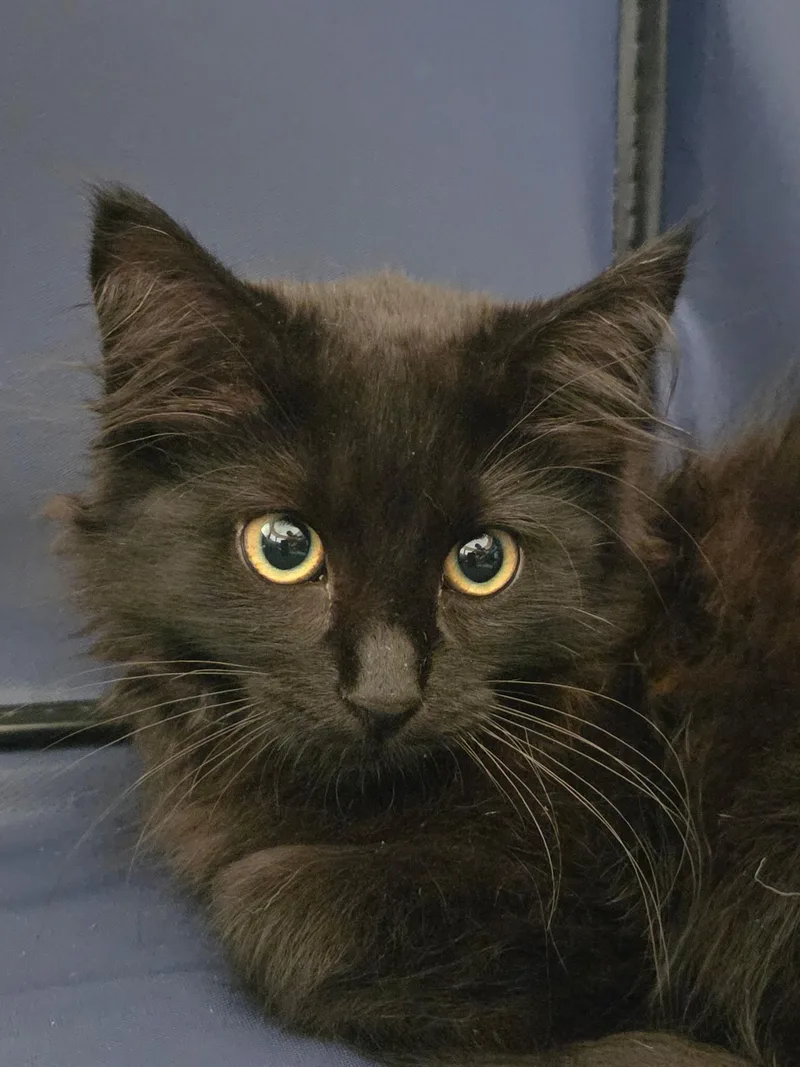 A baby medium-sized female Black Domestic Long Hair cat named Cinder Ella for adoption in Red Bank, NJ