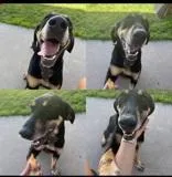 An adult large-sized female Black Coonhound dog named Mazy for adoption in Moline, IL