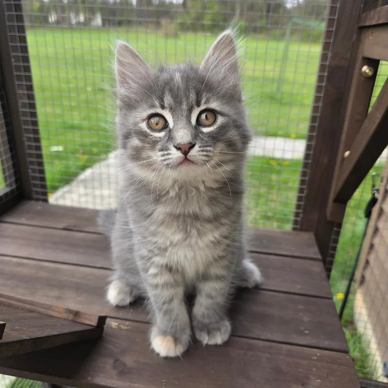 A baby small-sized female Gray / Blue / Silver Domestic Medium Hair cat named Squirtle for adoption in Wind Gap, PA