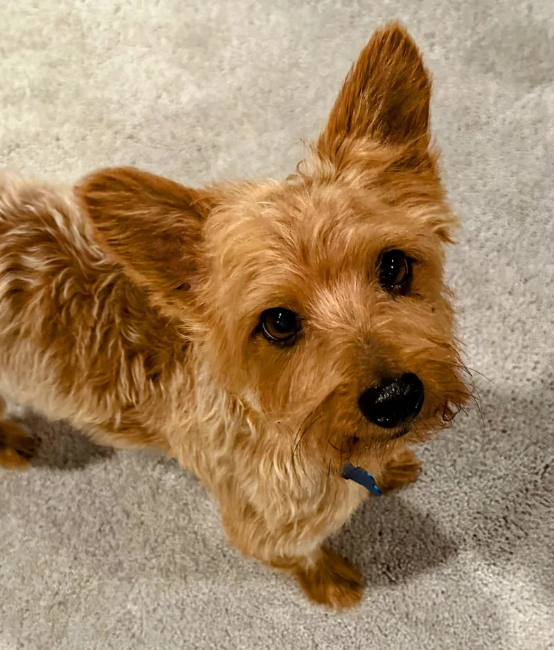 Charlie thumbnail 2