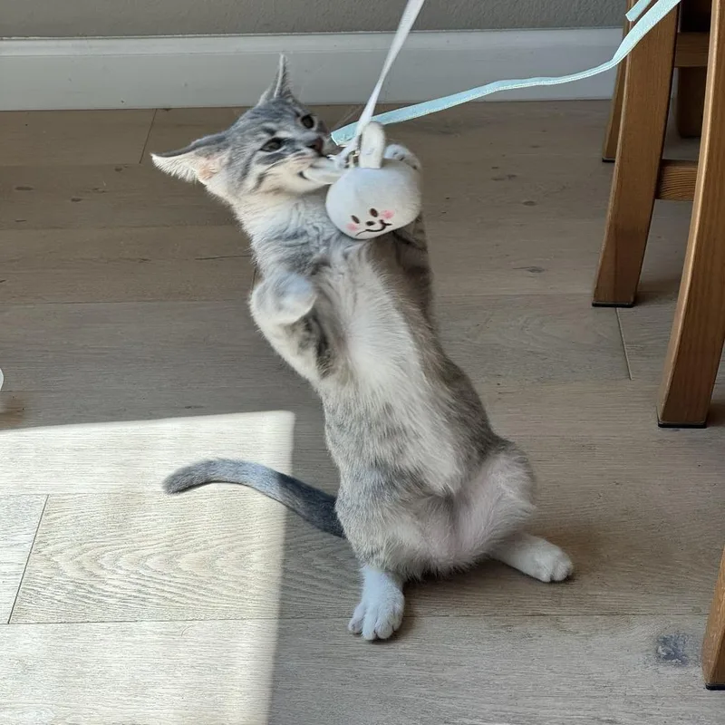 A baby small-sized male Gray / Blue / Silver Domestic Short Hair cat named Al for adoption in Pleasanton, CA