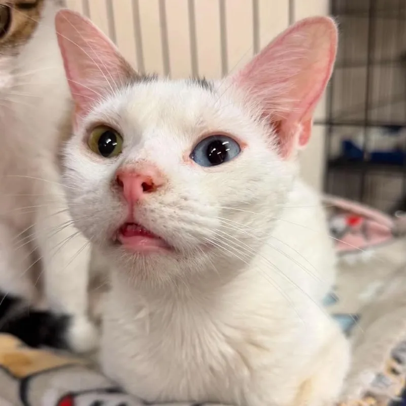 An adult small-sized female White Domestic Short Hair cat named Laiken for adoption in Wichita, KS