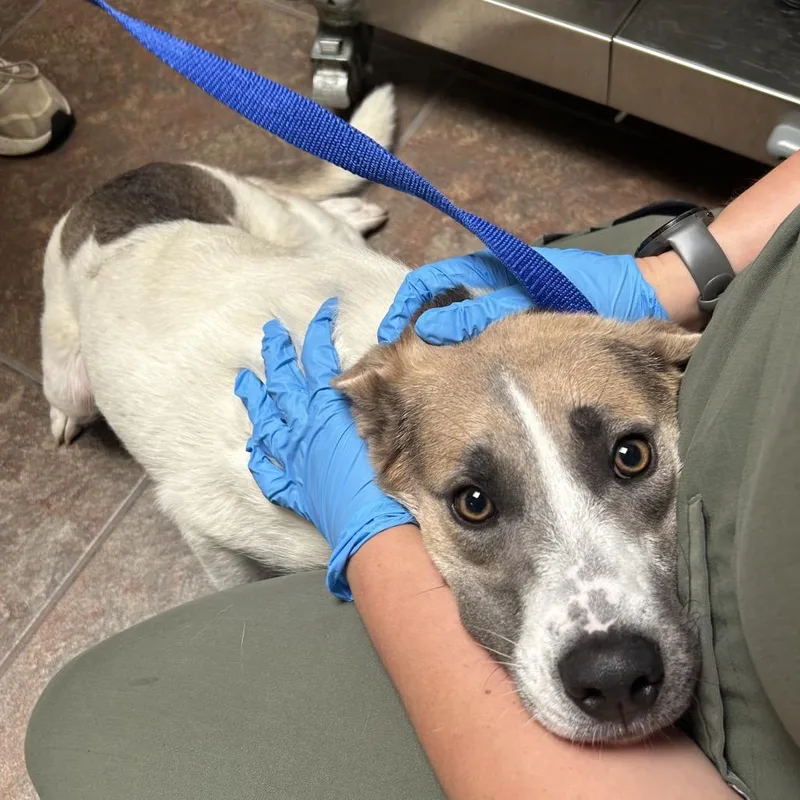 A young medium-sized female White / Cream Pit Bull Terrier dog named Little Girl for adoption in Ojai, CA