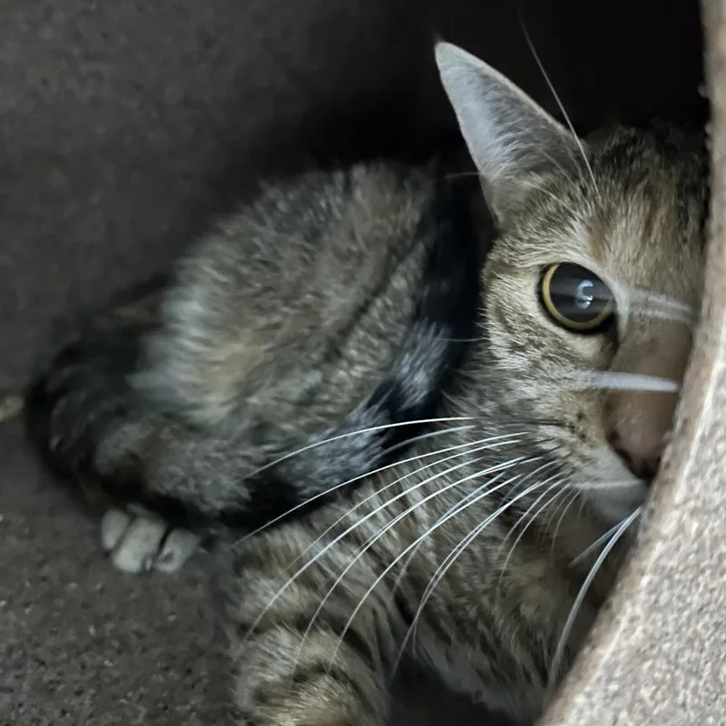 A young medium-sized female Brown / Chocolate Domestic Short Hair cat named Marmalade for adoption in Newark, NJ