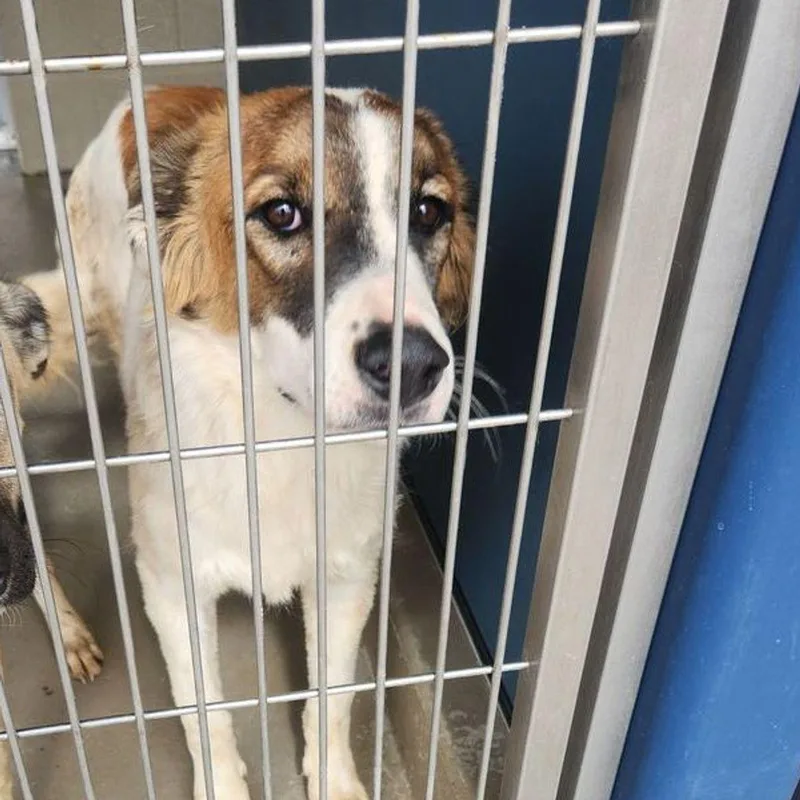 An adult large-sized male White / Cream Shepherd dog named Runty for adoption in Kingman, AZ