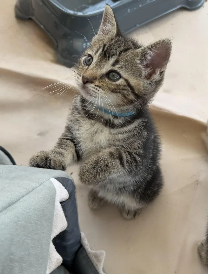 A baby medium-sized male Tabby (Gray / Blue / Silver) Tabby cat named Oakley for adoption in Independence, OH