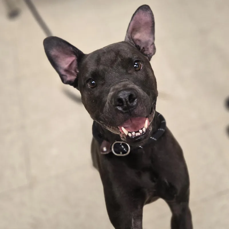 June Bug thumbnail 3