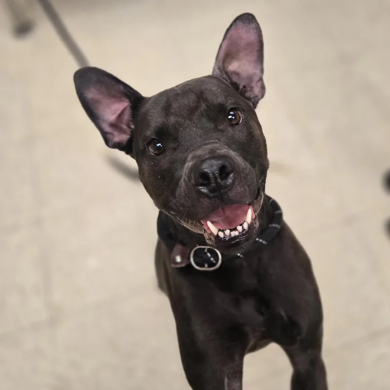 June Bug thumbnail 5