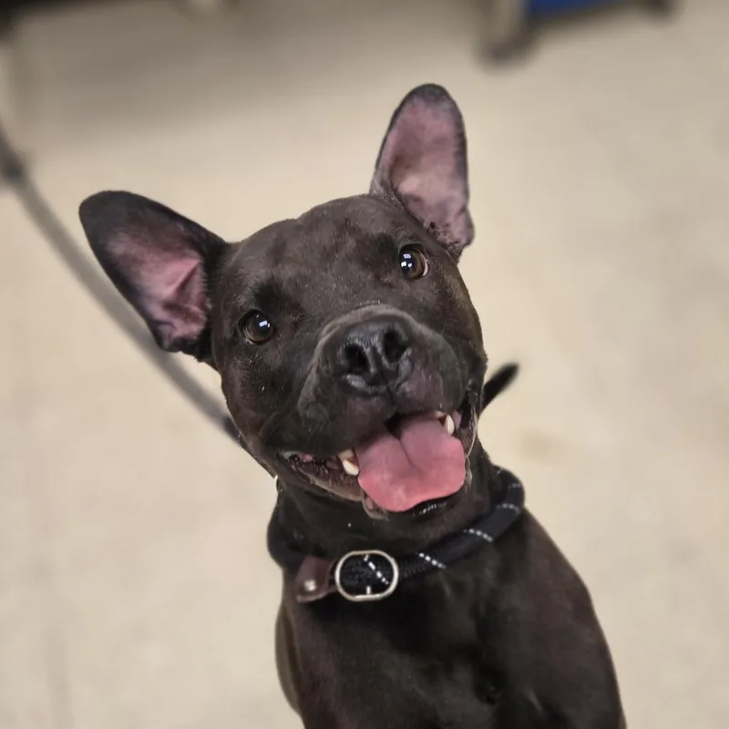 An adult medium-sized female Brown / Chocolate Staffordshire Bull Terrier dog named June Bug for adoption in Xenia , OH