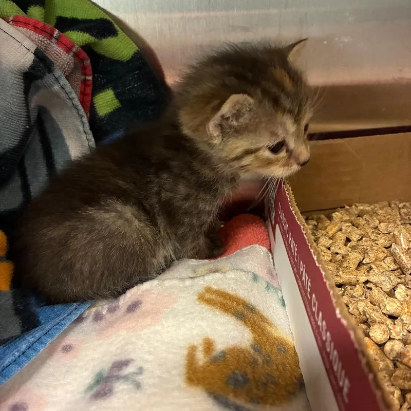 A baby small-sized female Brown / Chocolate Domestic Short Hair cat named Buttons for adoption in Fredericksburg, VA