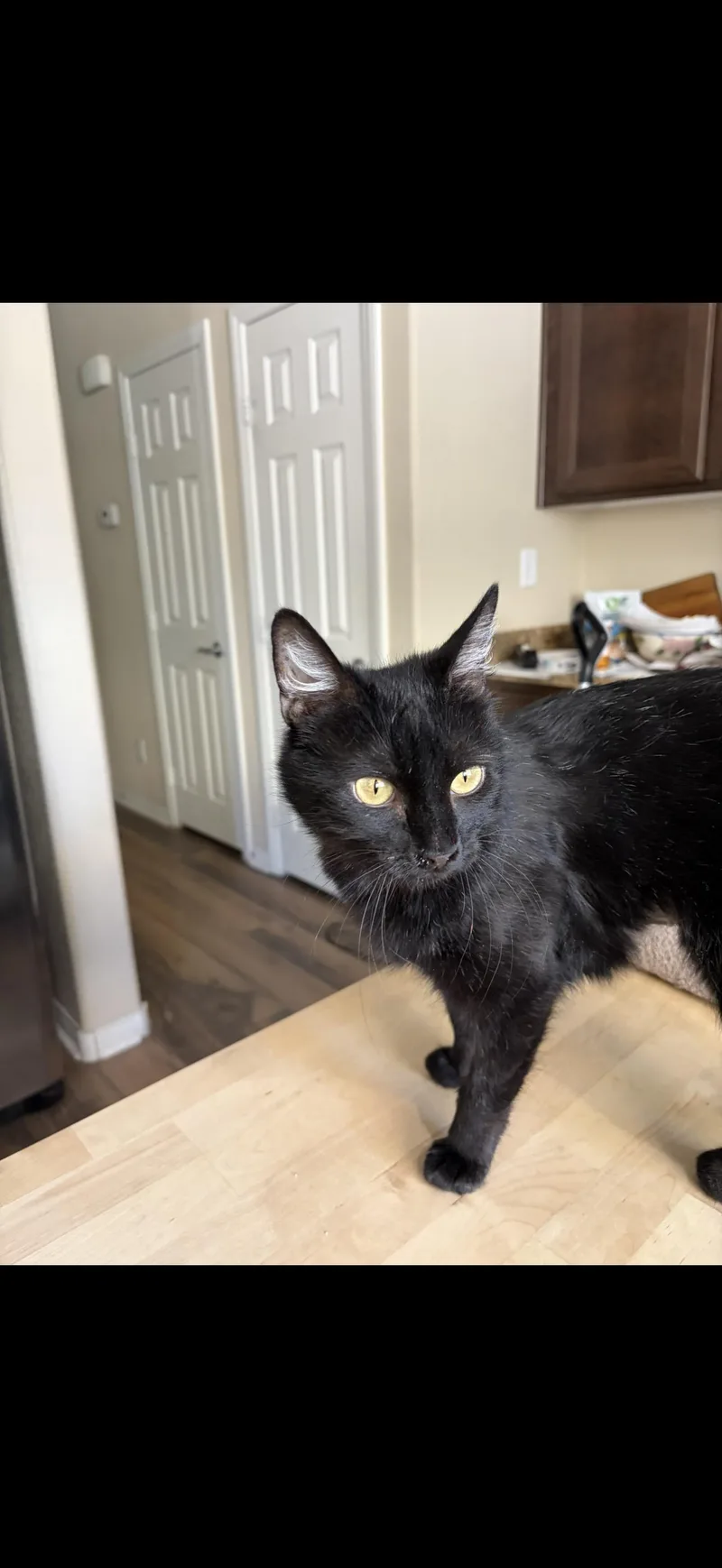 An adult medium-sized female Black Burmese cat named Reliably Hungry for adoption in Las Vegas, NV