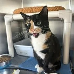 An adult medium-sized female Domestic Short Hair cat named Patty for adoption in Black River Falls, WI