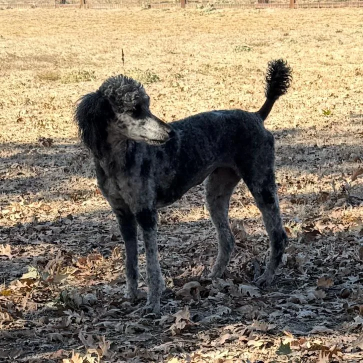 An adult large-sized female Poodle dog named Stormi for adoption in Sonoma, CA