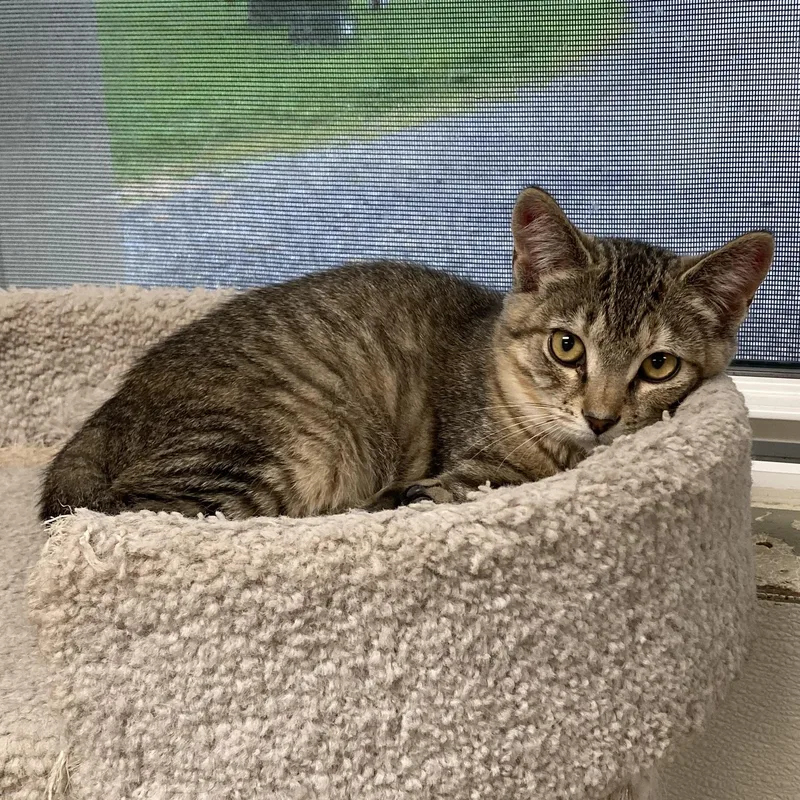 Stella