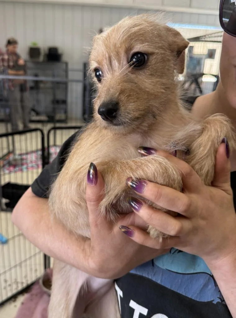 A baby small-sized female Terrier dog named Sella for adoption in Lemoore, CA