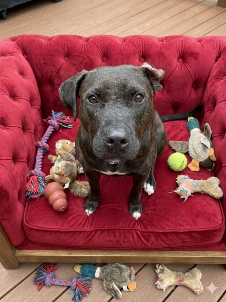 A young medium-sized male Mixed Breed dog named Braveheart for adoption in St. Augustine, FL